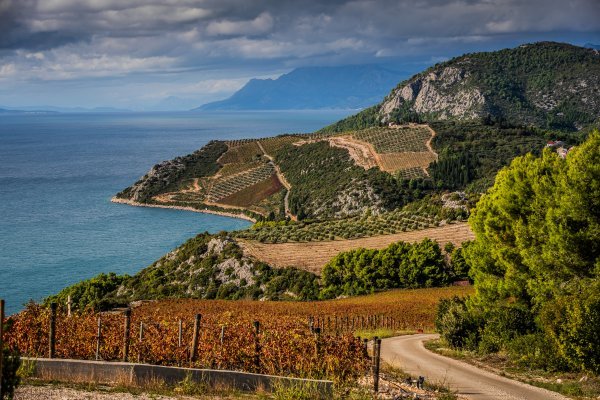 Vinogradi Rizman proglašeni su najljepšima u Europi: Hrvati 'prešišali' Talijane i Francuze