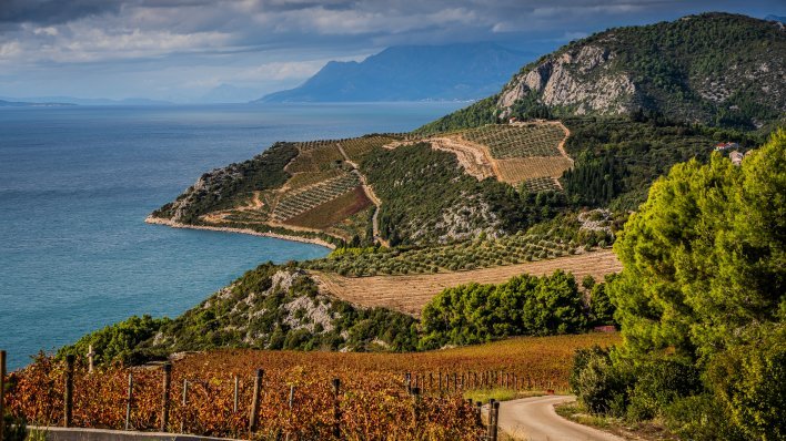 Vinogradi Rizman proglašeni su najljepšima u Europi: Hrvati 'prešišali' Talijane i Francuze