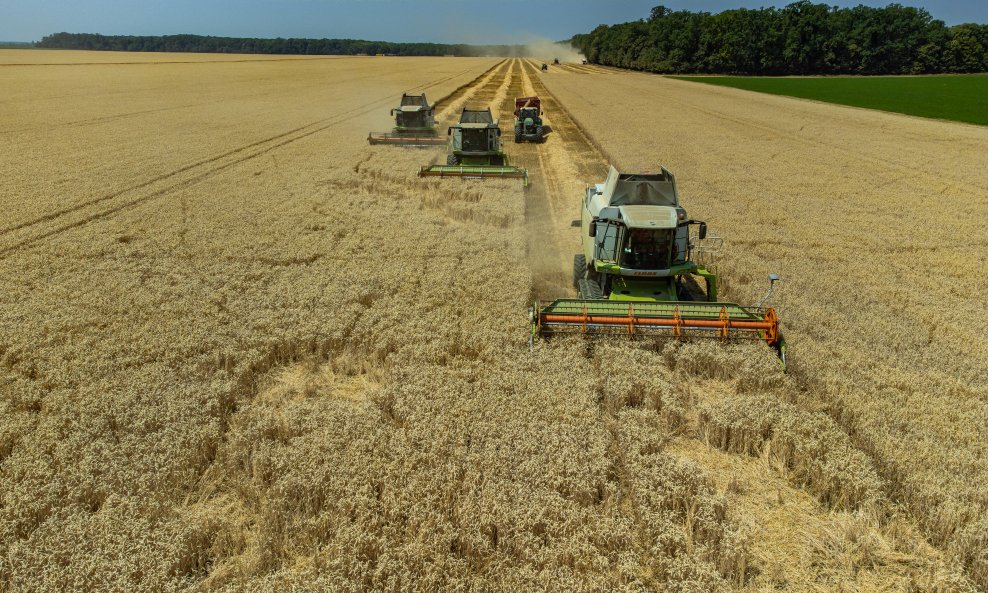 Kombajni u žetvi na poljima Belja, Baranja